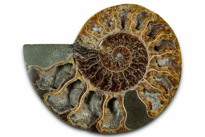 Cut & Polished Ammonite Fossil (Half) - Madagascar #349066